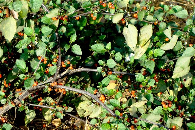 Solanum nigrum